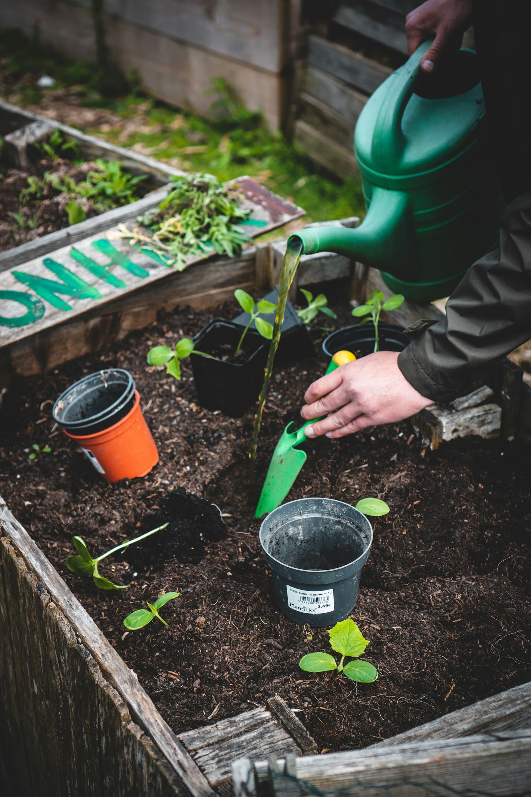Gardener watering fresh seedlings in a raised planting bed