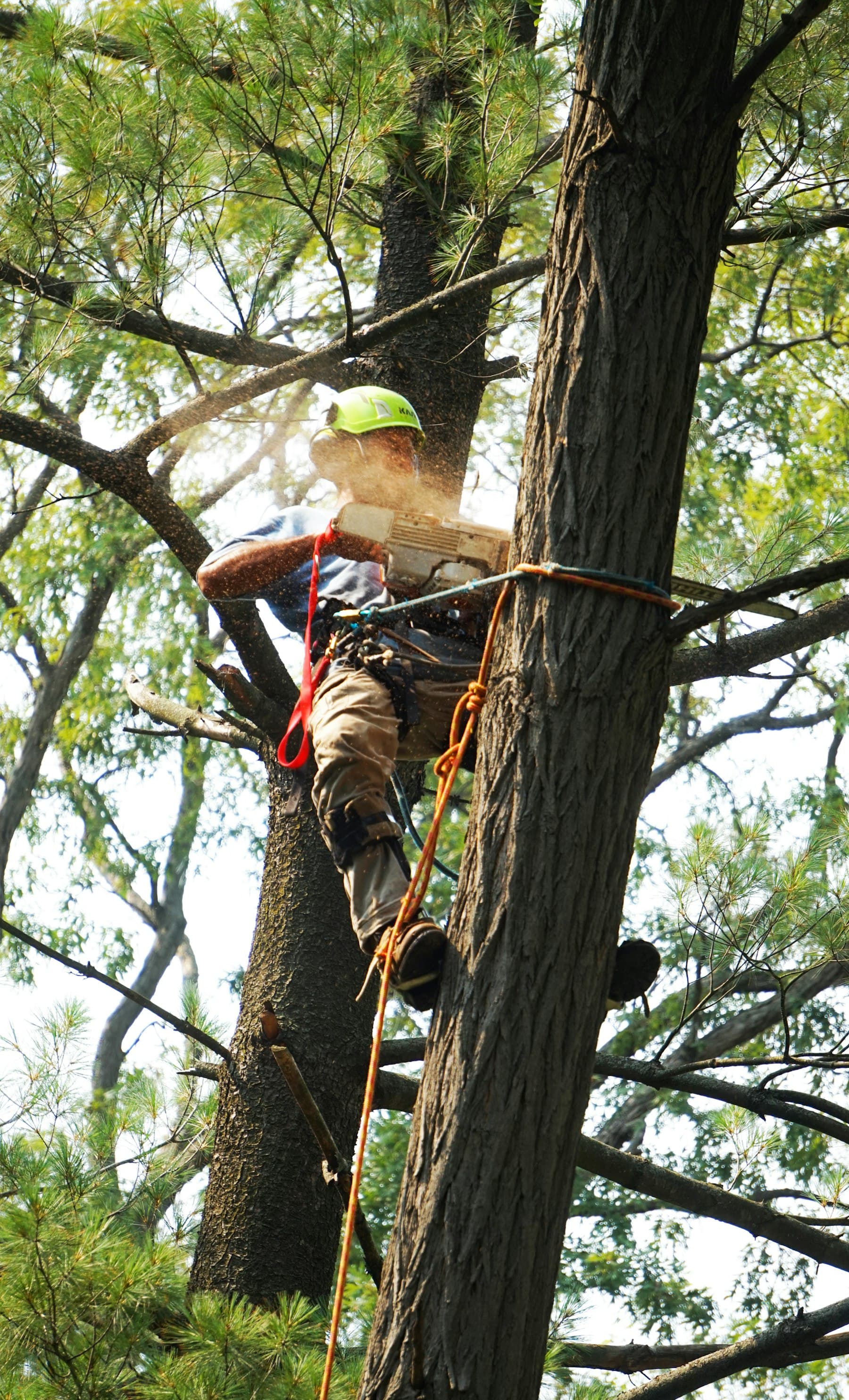 Tree care professional cutting branches high in a large tree